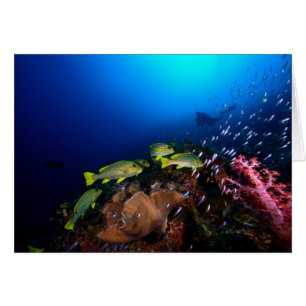 Laja Ampat Unterwasser3