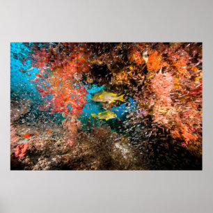 Laja Ampat Unterwasser6 Poster