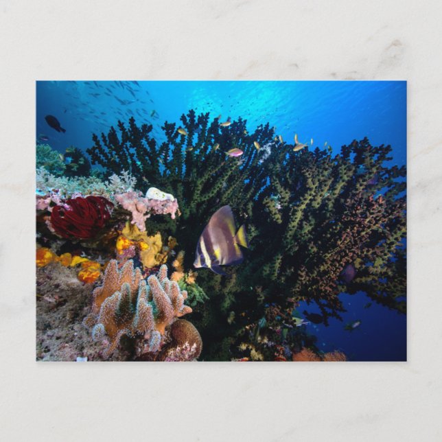 Laja Ampat Unterwasser 4 Postkarte (Vorderseite)