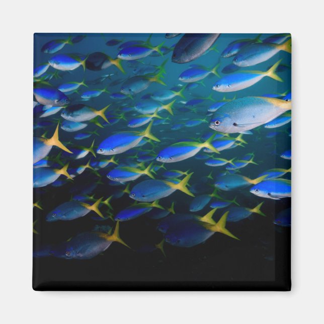 Laja Ampat Unterwasser 5 Magnet (Vorne)