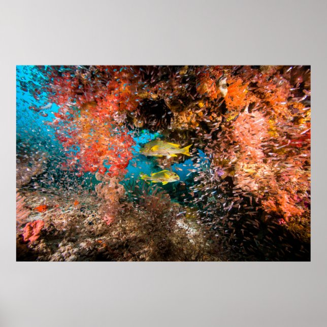 Laja Ampat Unterwasser 6 Poster (Vorne)