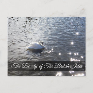 Lake District Swan Post Card Postkarte