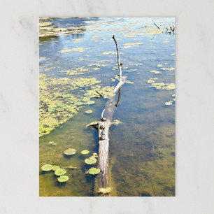 Lake Erie Metropark Turtle Log Horizontal Postkarte