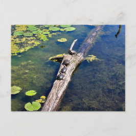 Lake Erie Metropark Turtle Log Vertical Postkarte
