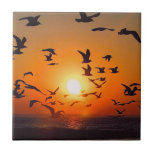 Lake Erie Vögel Orangefarbener Sonnenuntergang Fot Fliese