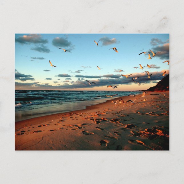 Lake Michigan Gulls Magic Hour Sunset Seascape Postkarte (Vorderseite)