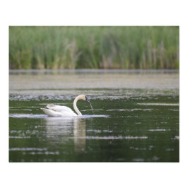 Lake Scene Swan Fotodruck