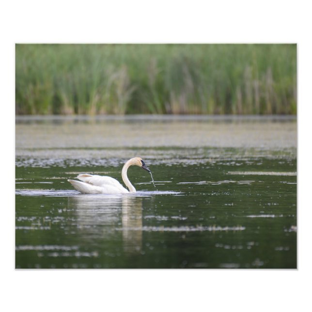 Lake Scene Swan Fotodruck (Vorne)