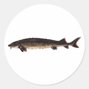 Lake Sturgeon - Acipenser fulvescens Runder Aufkleber