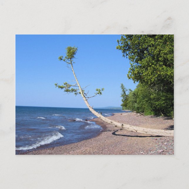 Lake Superior Lonely Tree Postcard Postkarte (Vorderseite)