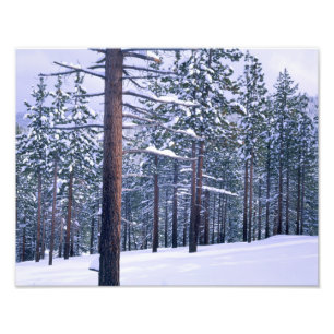 LAKE TAHOE STAAT PARK, NEVADA. USA. Frischer Schne Fotodruck