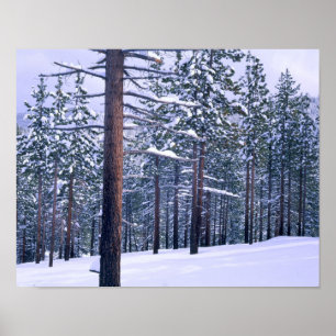 LAKE TAHOE STATE PARK, NEVADA. USA. Frischer Schne Poster