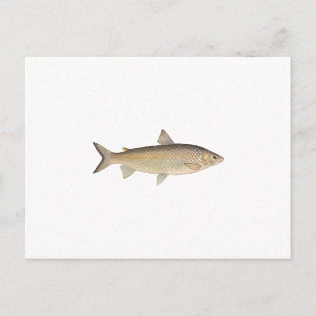 Lake Whitefish Postkarte (Vorderseite)
