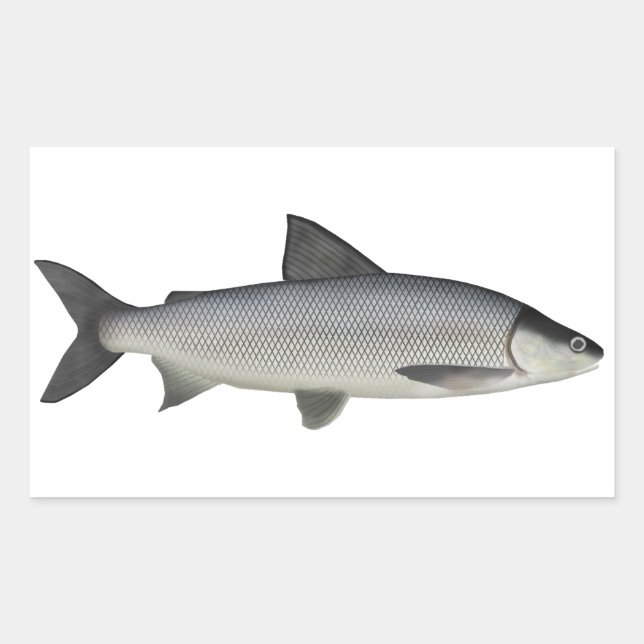 Lake Whitefish Rechteckiger Aufkleber (Vorderseite)