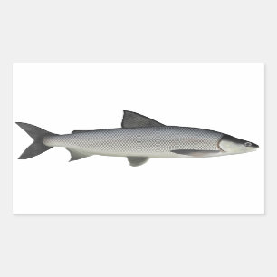 Lake Whitefish Rechteckiger Aufkleber