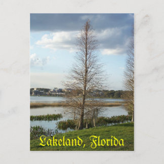 Lakeland Florida Tree by Lake 2008 Postkarte