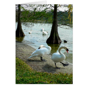 Lakeland Swans