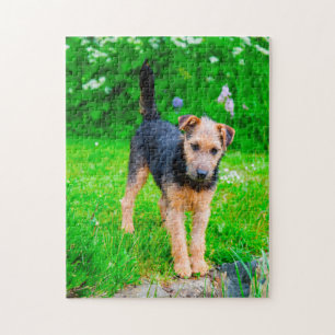 Lakeland Terrier Dog. Puzzle