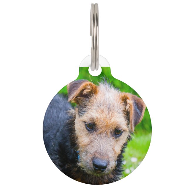 Lakeland Terrier. Haustiermarke (Vorderseite)