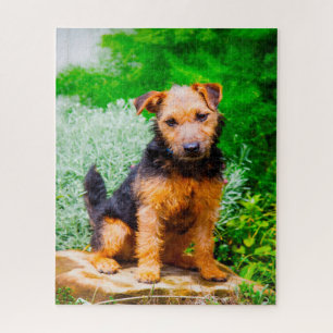 Lakeland Terrier Hund. Puzzle