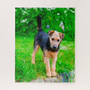 Lakeland Terrier Hund. Puzzle