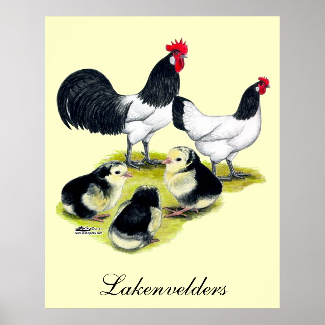 Lakenvelder Chicken Family Poster (Vorne)