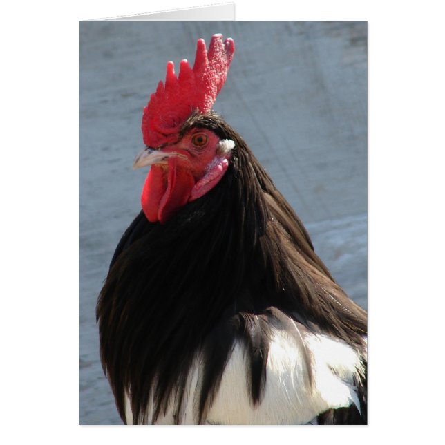 Lakenvelder Rooster Jeden Anlaß Blank Greting (Vorne)