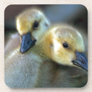 Lakeside Untersetzer