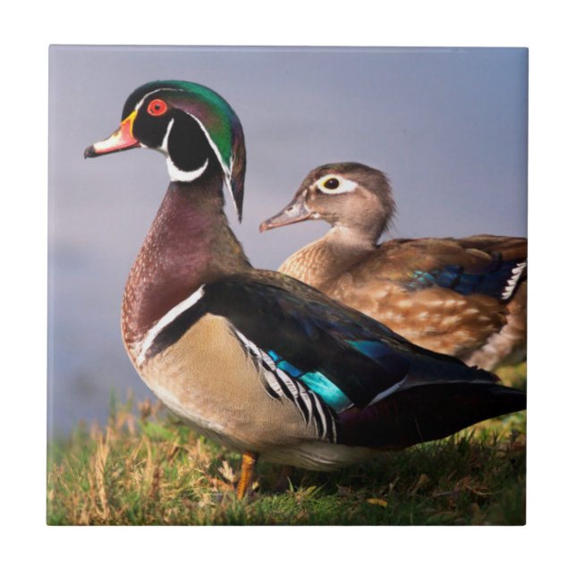 Lakeside, Wood Duck Fliese (Vorderseite)
