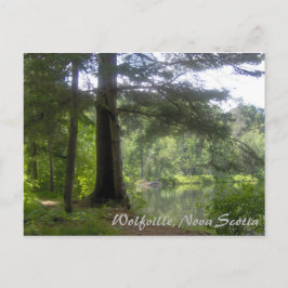Lakeside Woodland Postkarte