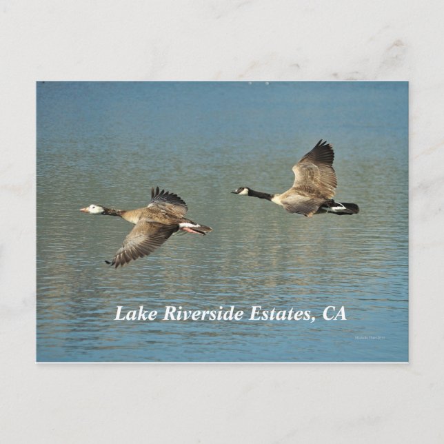 Lakw Riverside Anwesen, CA Postcard Postkarte (Vorderseite)