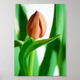 lala Tulip Print Poster