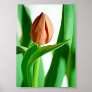 lala Tulip Print Poster
