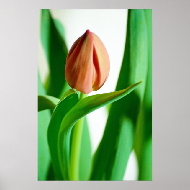 lala Tulip Print Poster (Vorne)