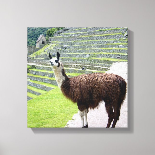 Lama betrachtet Leinwand (Vorderseite)