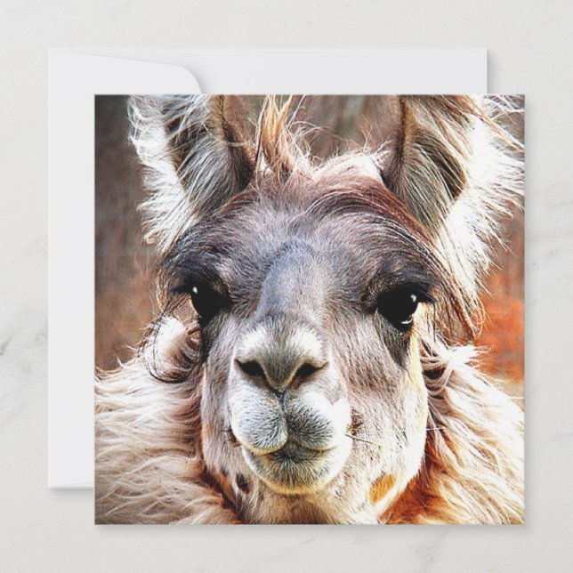 Lama Einladung (Vorderseite)