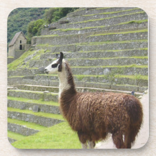 Lama Getränkeuntersetzer