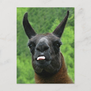 Lama haftet heraus Zunge an IHNEN! Postkarte