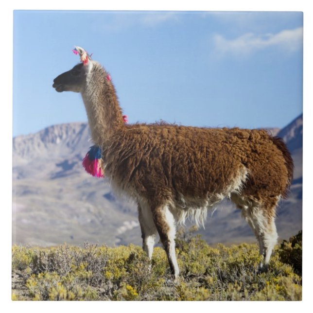 Lama-Herde in der Puna, Berge der Anden 2 Fliese (Vorderseite)