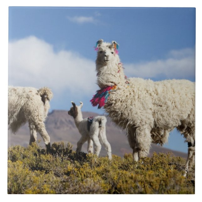 Lama-Herde in der Puna, Berge der Anden 3 Fliese (Vorderseite)