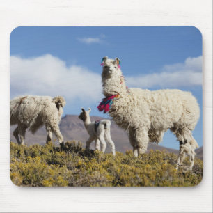 Lama-Herde in der Puna, Berge der Anden 3 Mousepad
