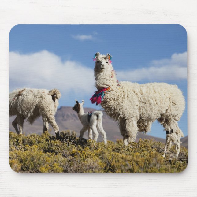Lama-Herde in der Puna, Berge der Anden 3 Mousepad (Vorne)