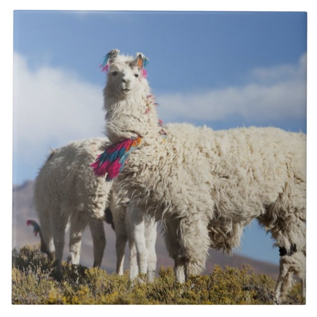 Lama-Herde in der Puna, Berge der Anden Fliese (Vorderseite)