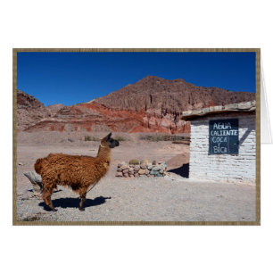 Lama in Quebrada de Cafayate, Argentinien