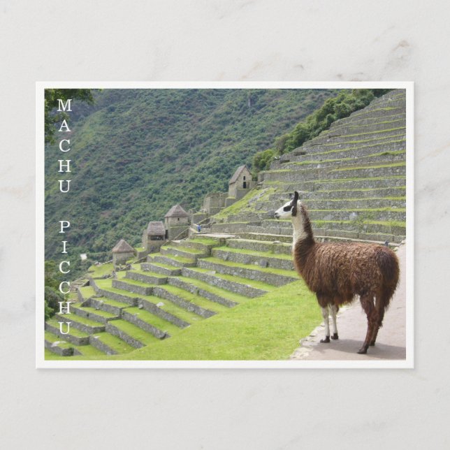 Lama Machu Picchu Postkarte (Vorderseite)