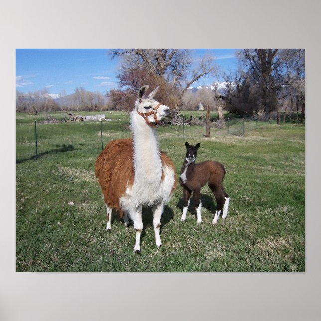 Lama Mama und Llama Baby Poster (Vorne)