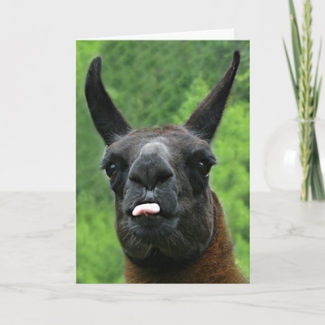 Lama mit Haltung - Zunge-Foto heraus haften Karte (Vorderseite)