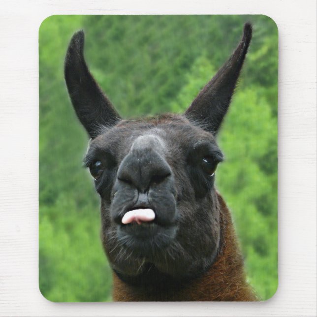 Lama mit Haltung - Zunge-Foto heraus haften Mousepad (Vorne)