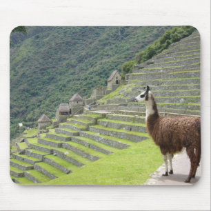 Lama Mousepad