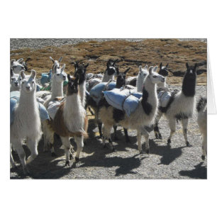 Lama Pack Herde in den Anden - Karte